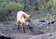 Tails are up for foxes