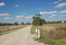Call to chop ‘danger trees’