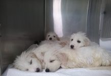 Stolen pups found at school