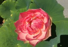 Walks along the watergarden