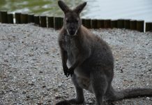 They come from far and wide