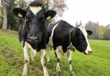 Effluent run-off lands farmer in hot water