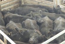 Quality down in firm market