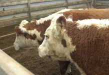 More expensive market despite mixed quality