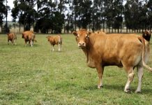 Firm demand for reduced numbers