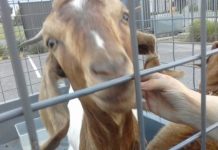 Arrest made, goats found