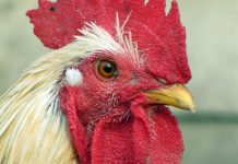 Flap over caged hen letter