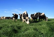 Making grass greener at home