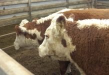 Numbers down but prices up