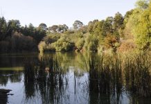 Out and about with the birds