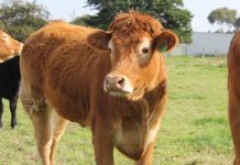 Buyers struggle to fill requirements