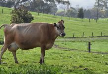 More jerseys to overthrow middleman yoke