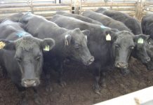 Winter takes toll on market