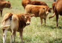 Yard up but prices down