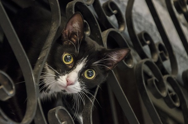 FenceCat_169464_01.jpg