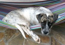 Utopia to get facelift