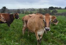 Food project takes shape