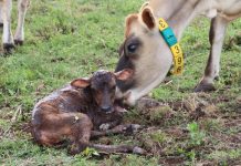 Workshops for calf rearing