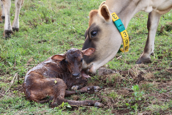 Calf_170613_01.JPG