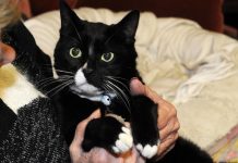 Chip in time saves nine lives