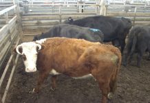 Market struck with winter chill