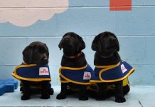 Dogs fundraiser gives paws for thought