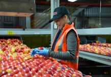 She’s apples, mate!