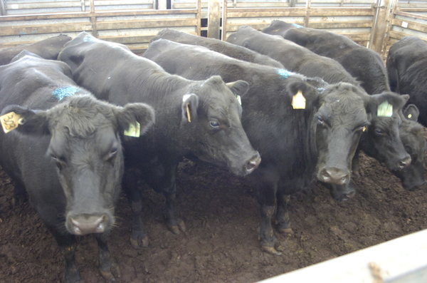 Cows_141461_12.jpg