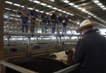 Quality mixed in firm market