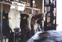Senate released dairy recommendations