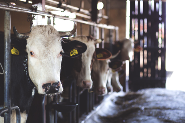 Cows_168344_01.jpeg