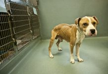 Animal cruelty raises ugly head