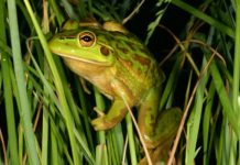 Croak! Frog fence falls over again