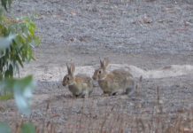 Grants to bust bunnies