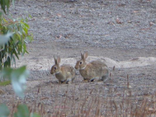 rabbits_149414_01.jpg