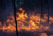 Bid for bush burning