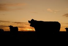 Livestock industry calls for change