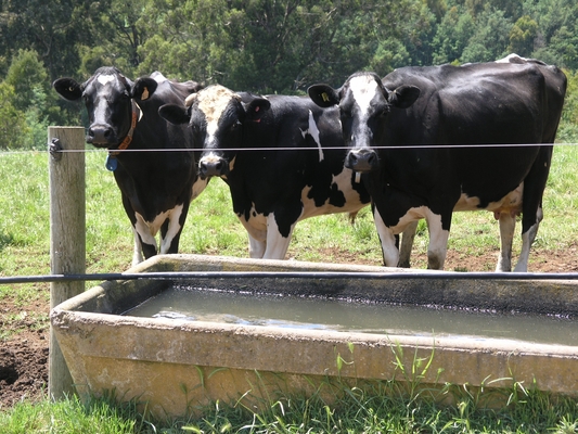 Cows_141461_01.JPG
