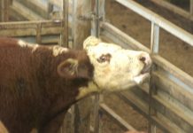 Quality declines with the numbers