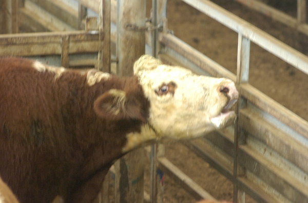 Cows_141461_07.jpg