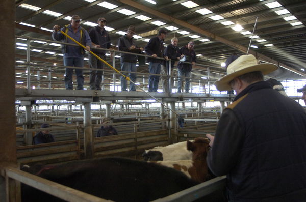 Cows_141461_19.jpg