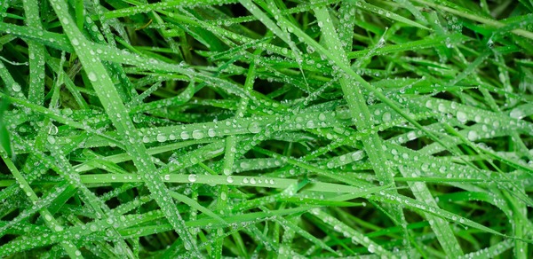 GrassRain_173295_01.jpg