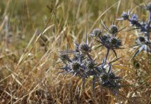 Put the squeeze on weeds