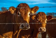 Shock over billion-dollar deal