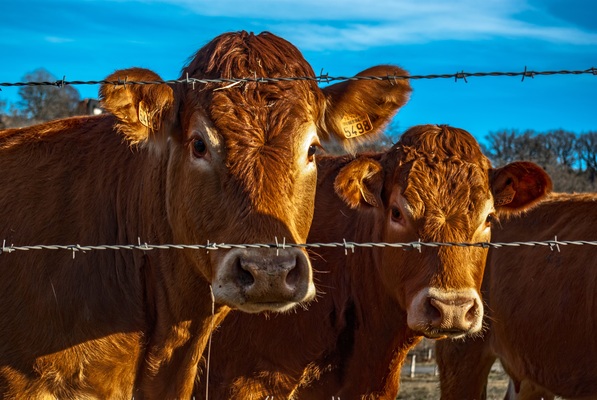 Cattle_174479_01.jpeg