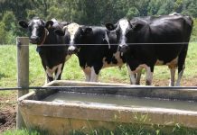 Veal market sees lighter demand