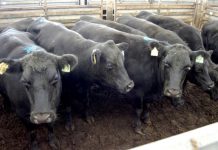 Quality down as market grows