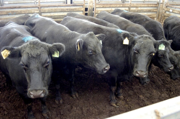 Cows_141461_13.jpg