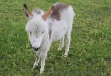 Couple pin their tale on donkeys