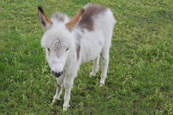 OTLdonkey_174002_01.JPG